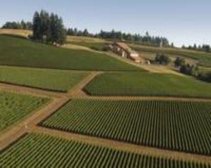 Domaine Drouhin Oregon